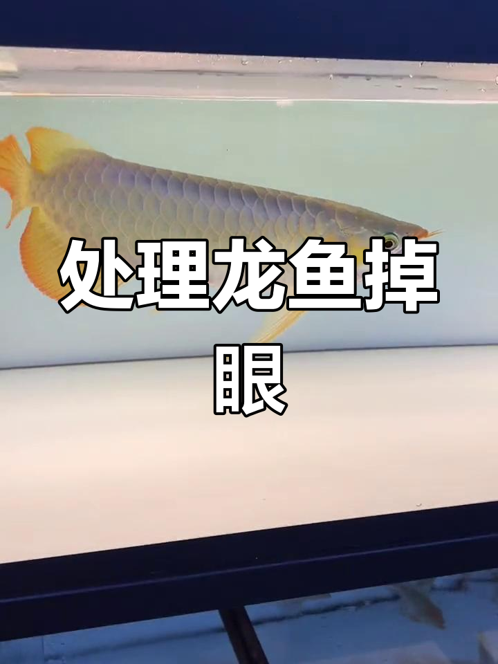 龙鱼掉眼修复技巧