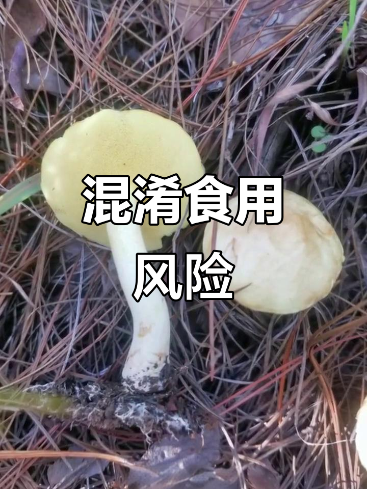 黄白乳牛肝菌,外形与可食种类相似,误食会导致腹泻