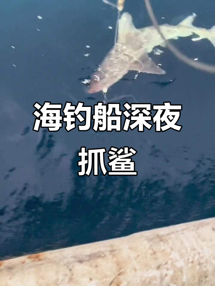 连云港海钓船夜捕鲨鱼,深海惊现成群猛兽