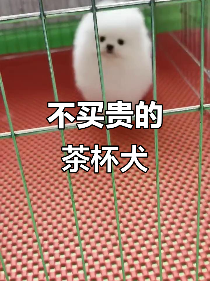 茶杯犬:不售贵贱,只卖真心