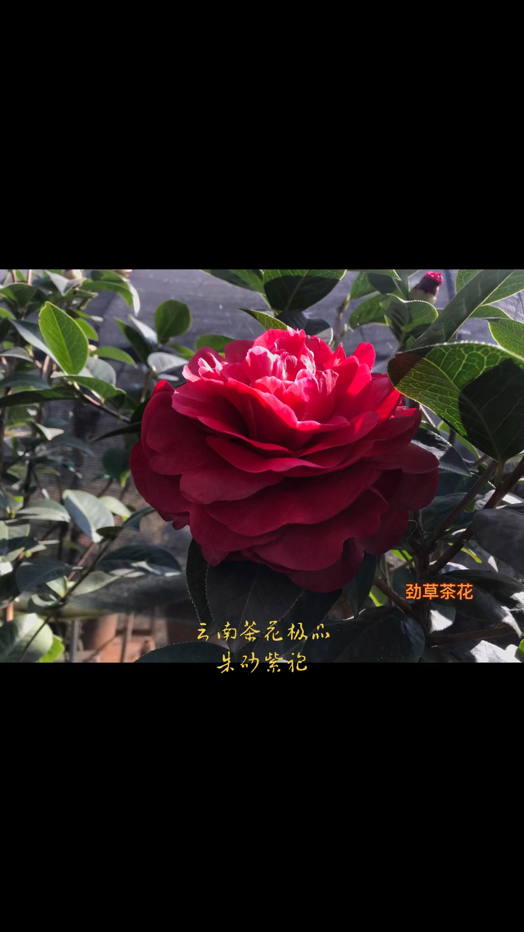 云南茶花极品朱砂紫袍欣赏