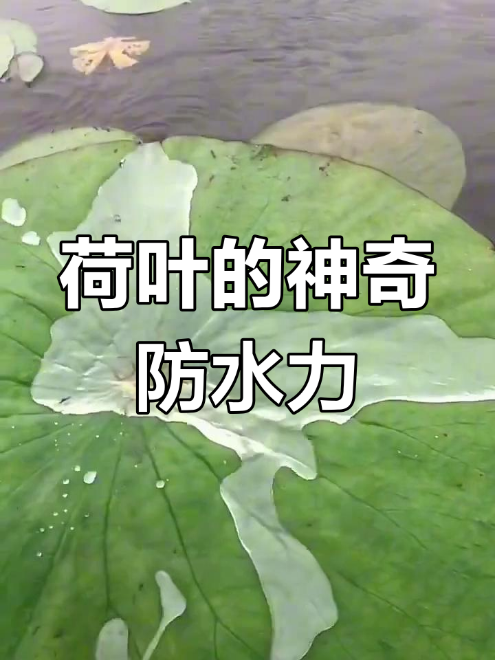 为什么荷叶不会被水弄湿为什么在线