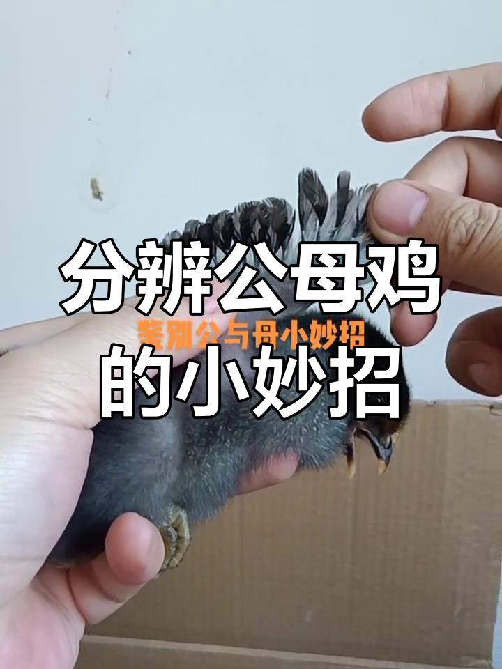 公母鸡辨别小技巧,翅膀一长就能看出来