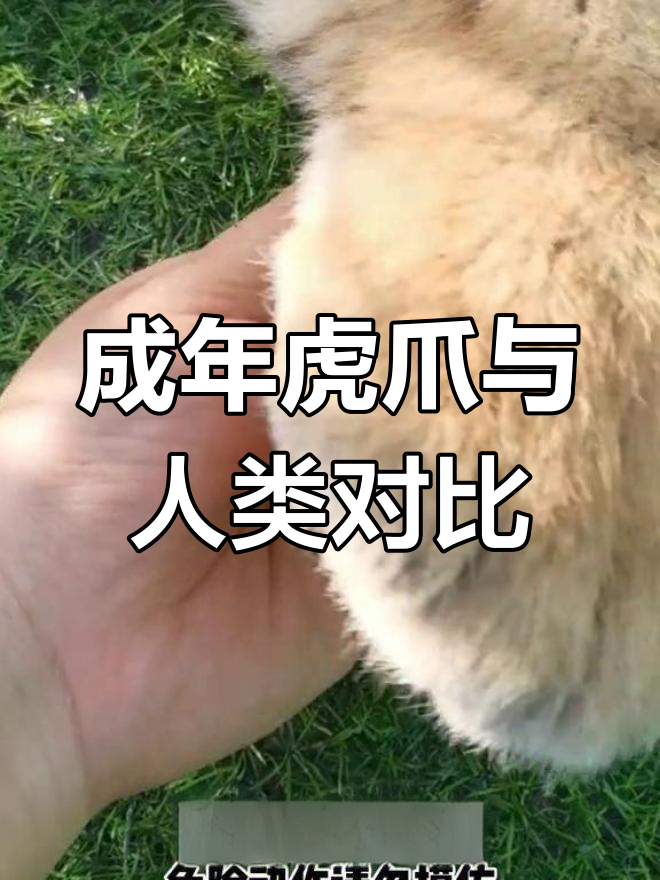 老虎爪子有多大?对比一下