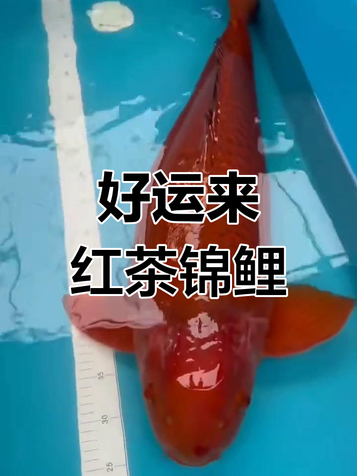红茶锦鲤送上好运,喜和爱随你走