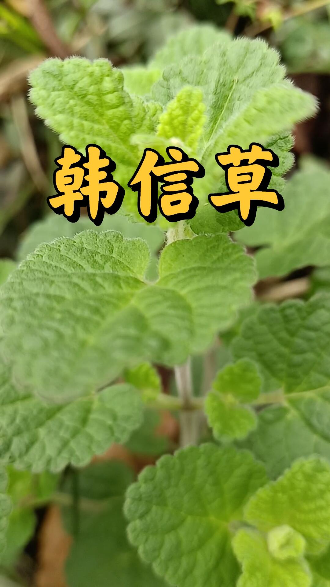韩信草入药始载于《生草药性备要》带根全草