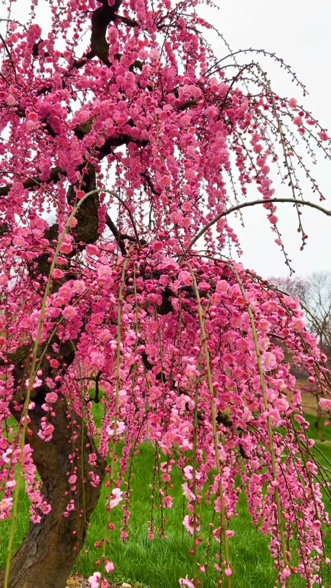 锦红 垂枝梅花