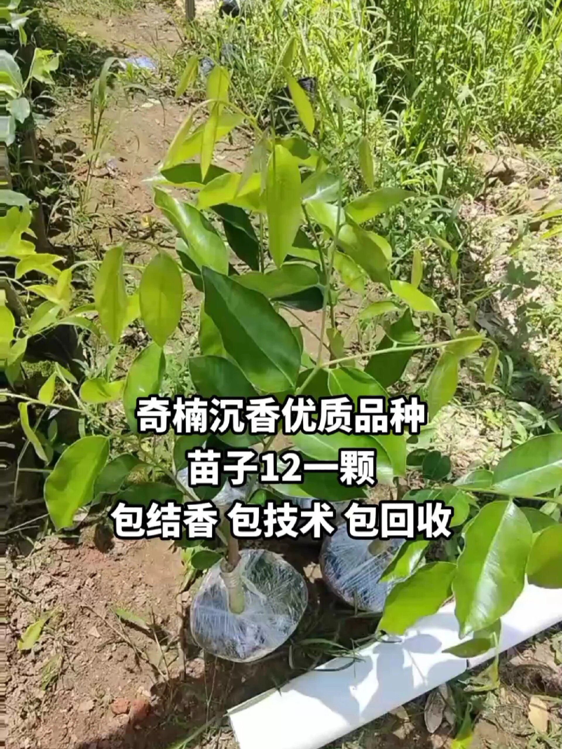 沉香奇楠树苗图片