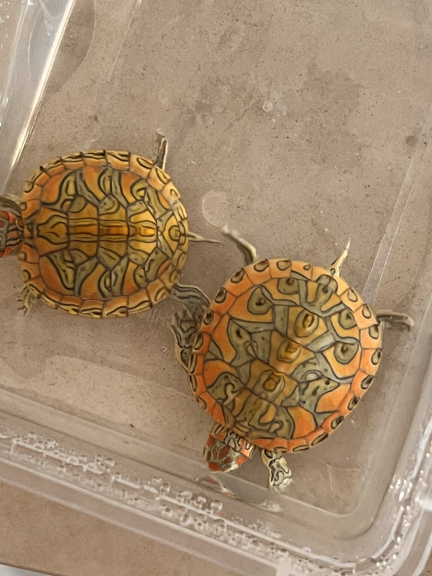 变异巴西蜡笔彩巴