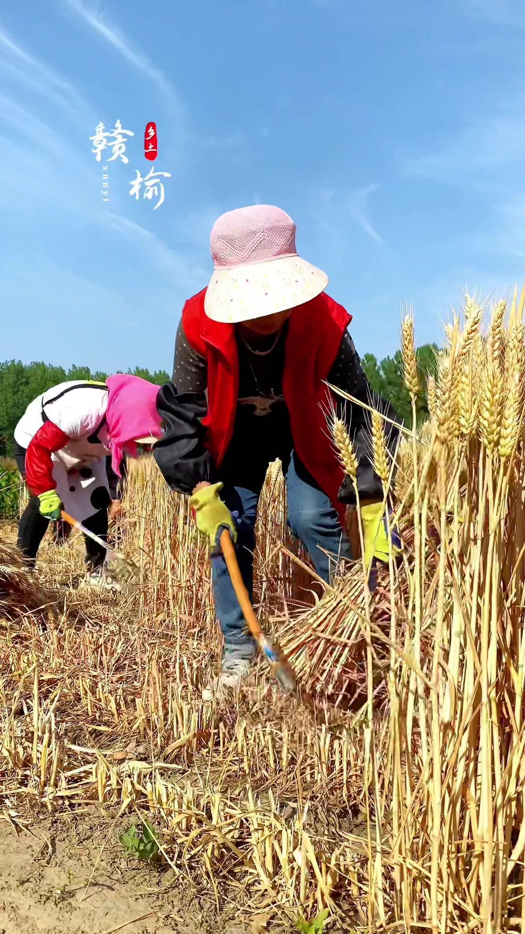 麦子熟了 乡土赣榆 风吹麦浪