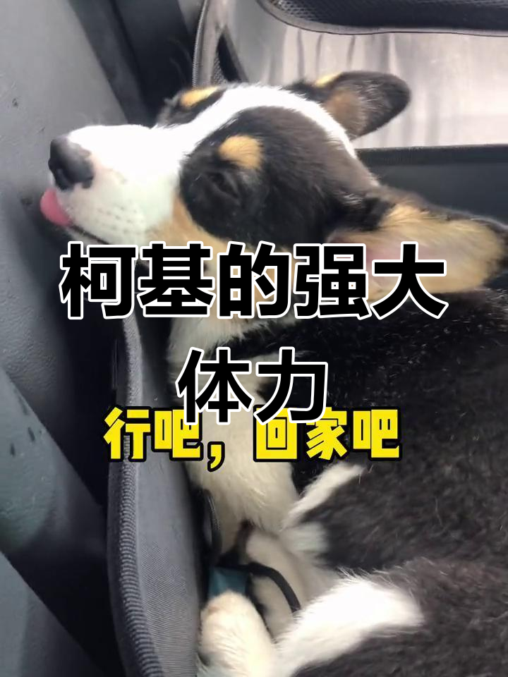 柯基牧牛犬精力旺盛