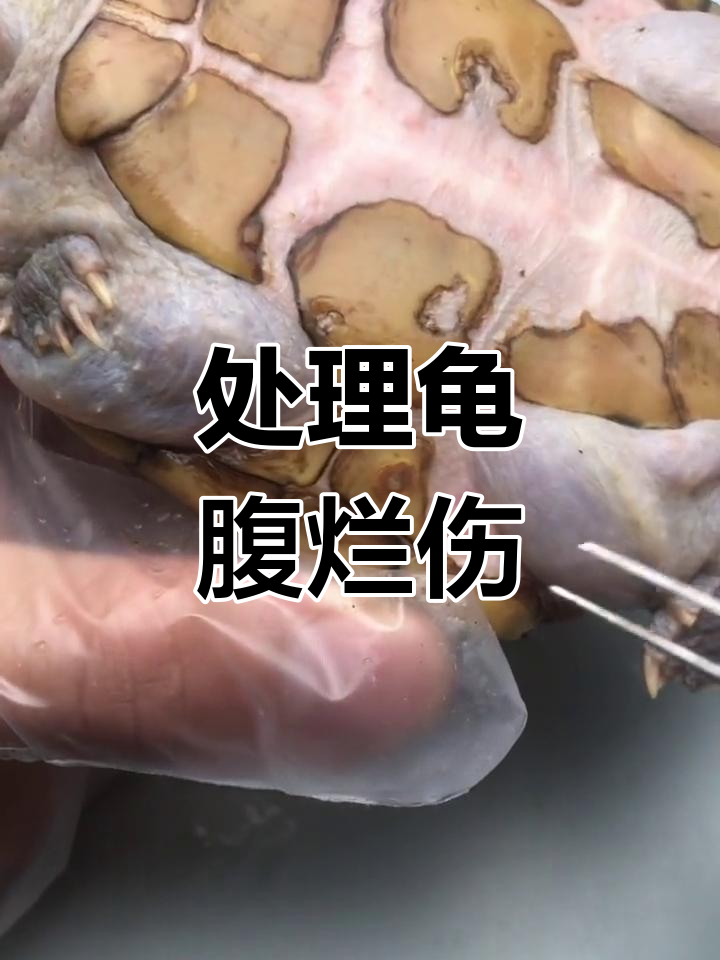 龟腹部腐烂问题处理