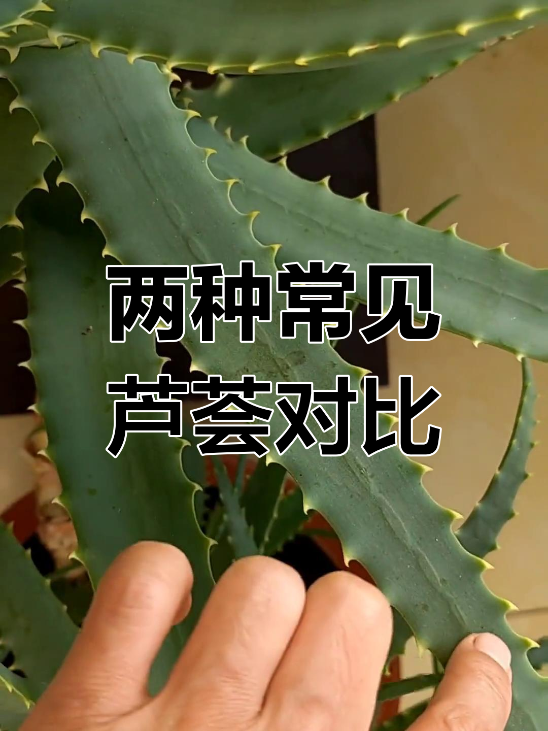 龙爪芦荟的功效与作用图片