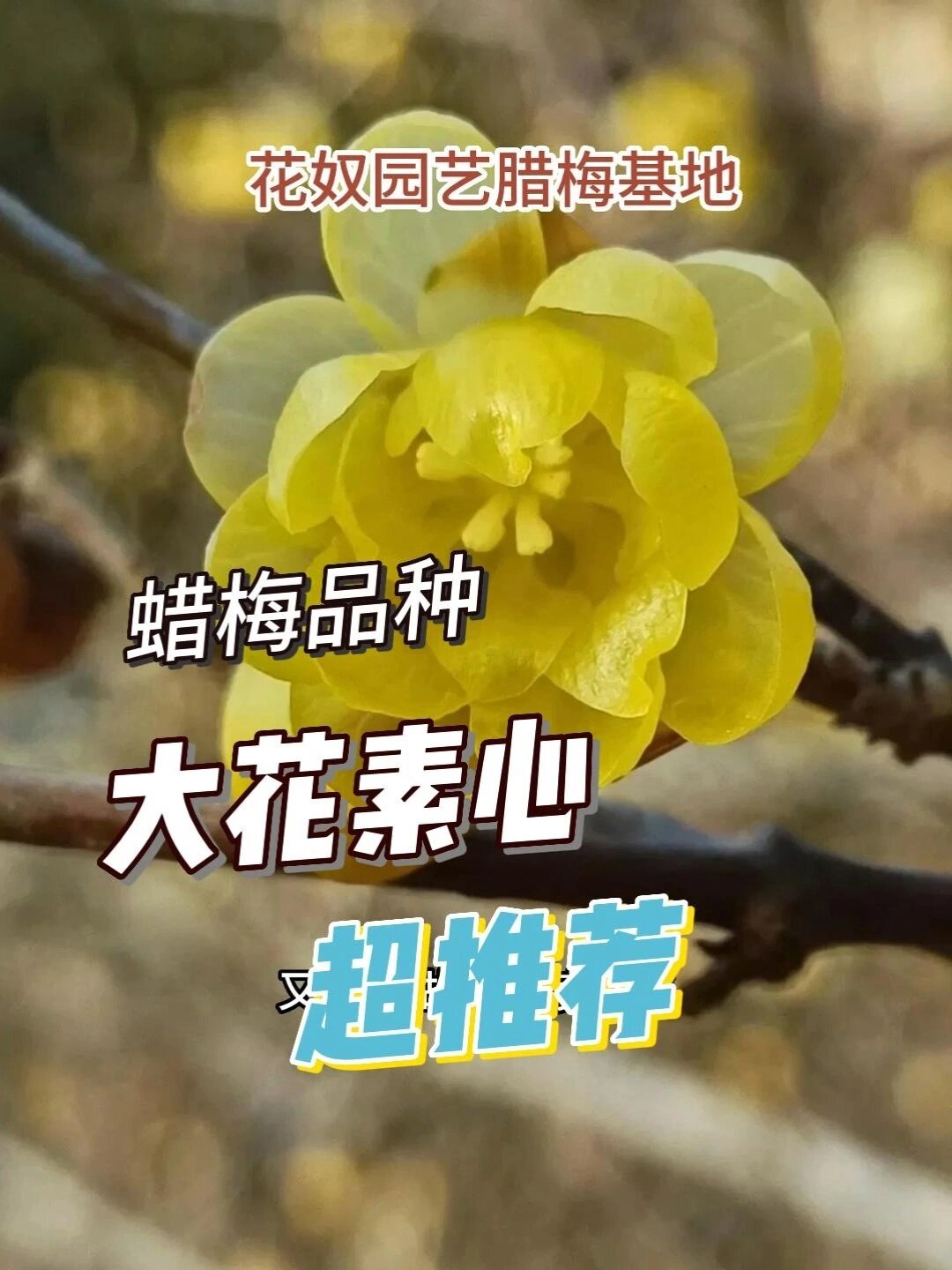 腊梅品种介绍图片