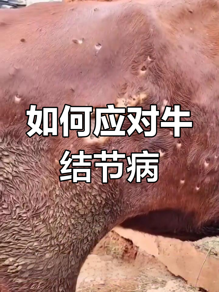 牛结节病爆发,如何有效预防和治疗