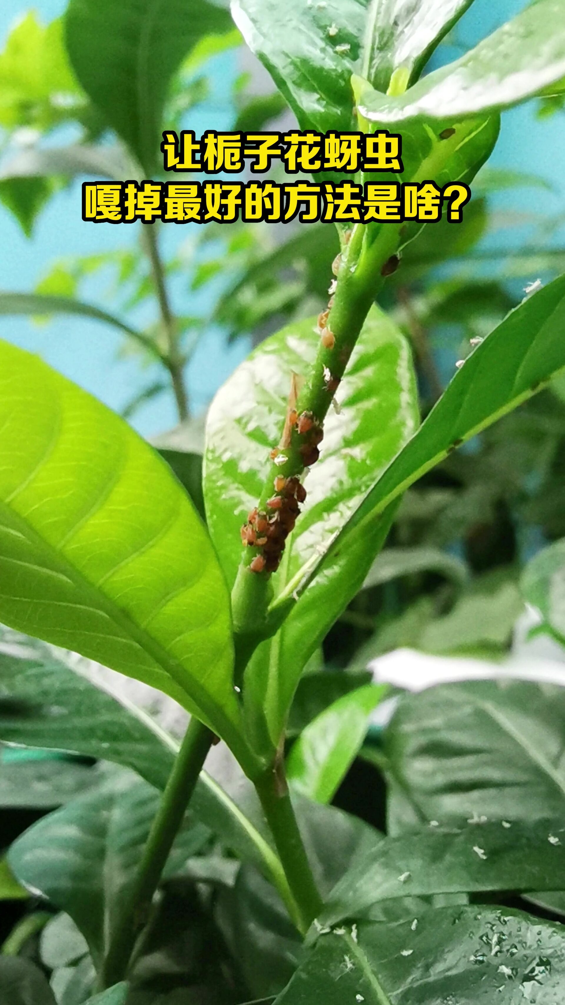 栀子花 生了好多密密麻麻多大的虫子