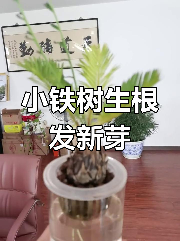 水培小铁树一年后终于生根发芽