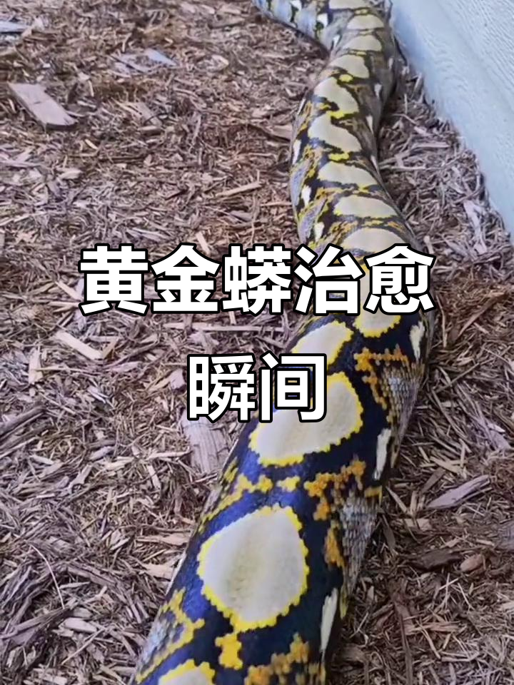 黄金蟒现场展示,治愈系实拍画面