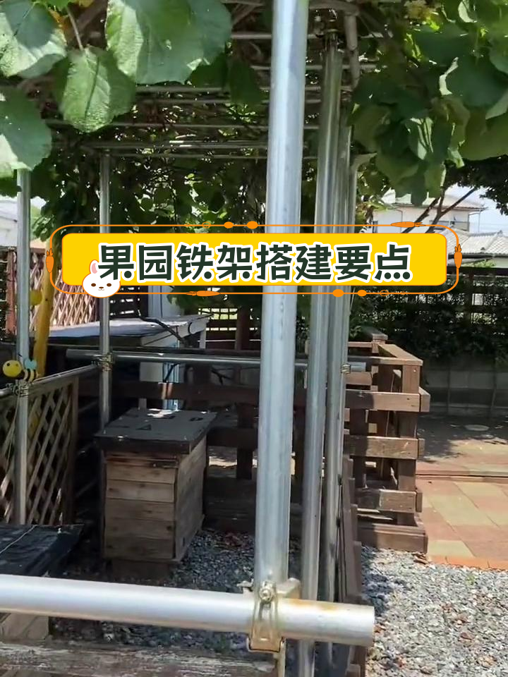 猕猴桃葡萄百香果搭架技巧,耐用美观