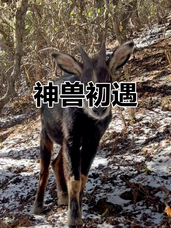 首次见到姜子牙的神秘坐骑,传闻它凶猛难驯