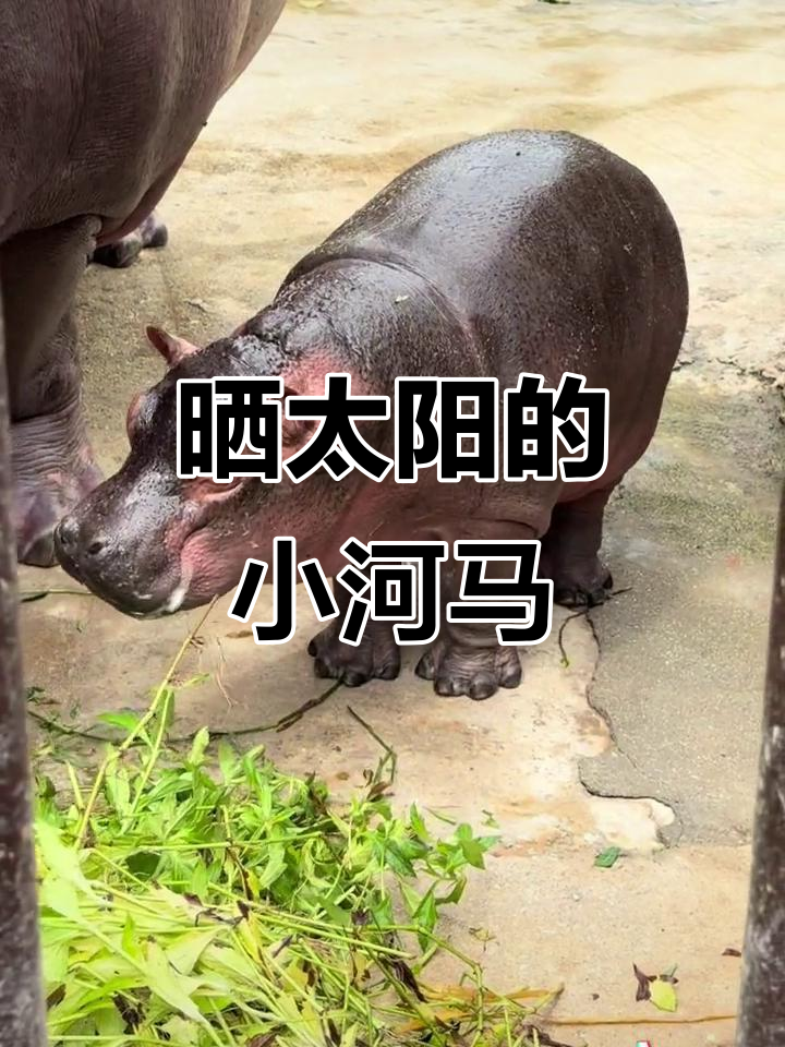 小河马晒太阳,萌态十足超可爱