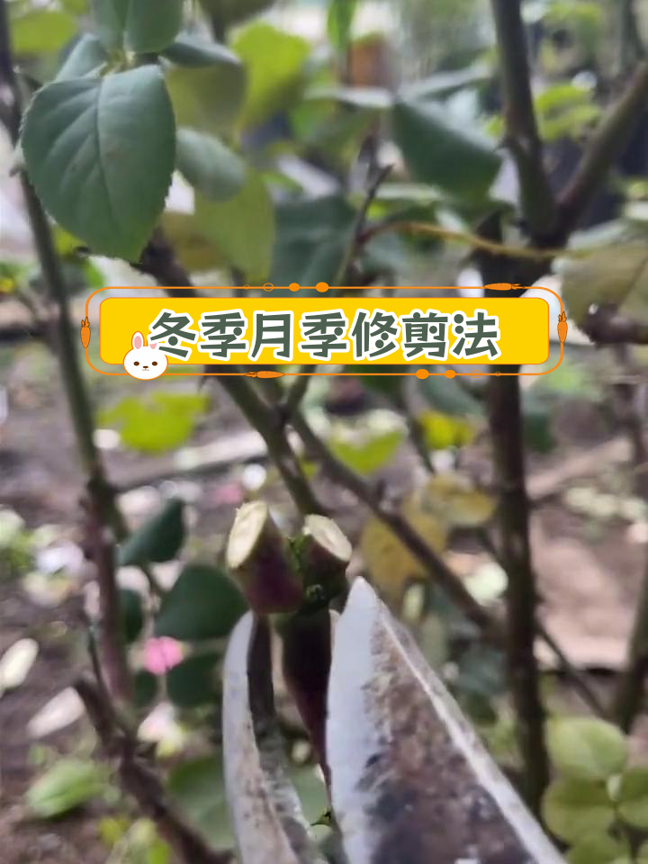 月季花冬季剪枝方法图片