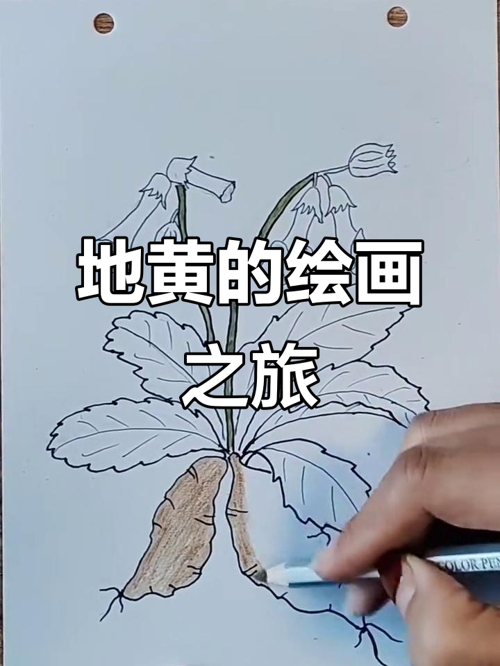 药之地黄:从画中看药材的魅力