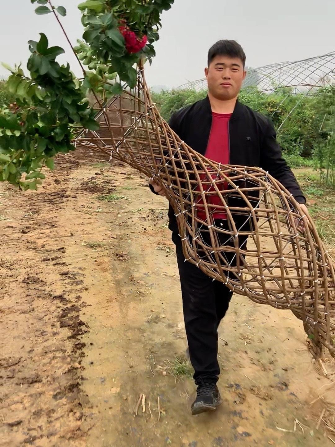 紫薇花瓶造型树是一种独特的园艺造型,灵感来源于中国古代的瓷器花瓶