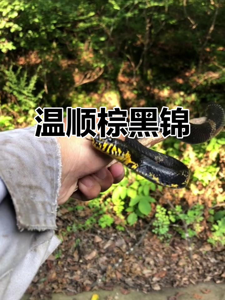蛇会不会主动攻击人类