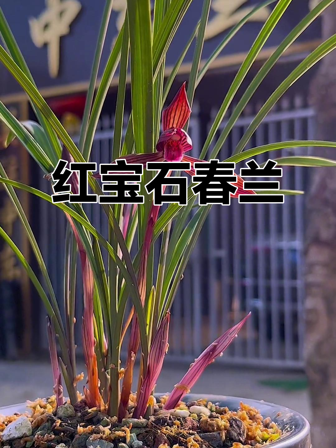 春兰《红宝石》:兰花中的珍品,美丽与优雅并存