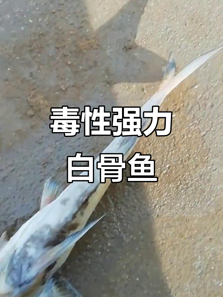 白骨鱼毒性猛烈,刺伤后需立即就医,否则后果严重!