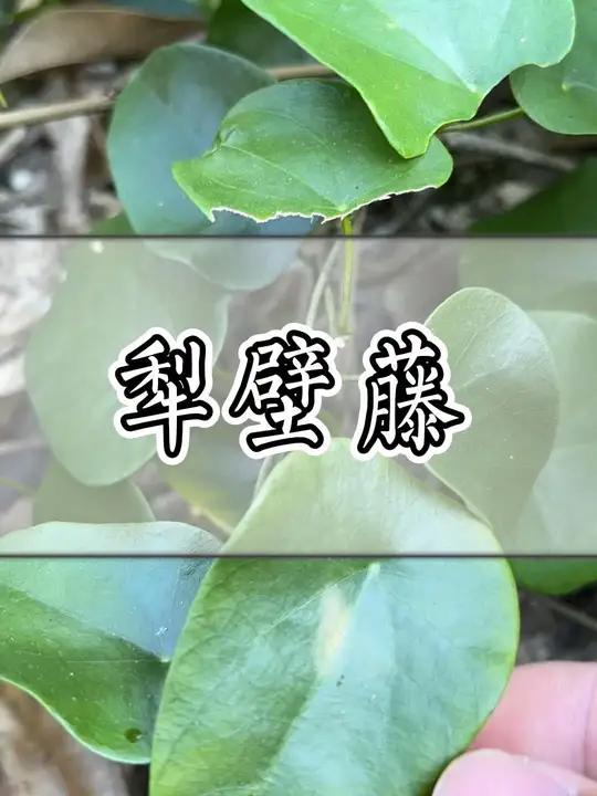 这种青草叫"犁壁藤"!青草 青草文化 潮汕青草