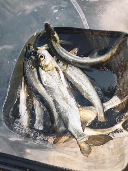 路亚 翘嘴 路亚翘嘴 放流 鱼获-度小视