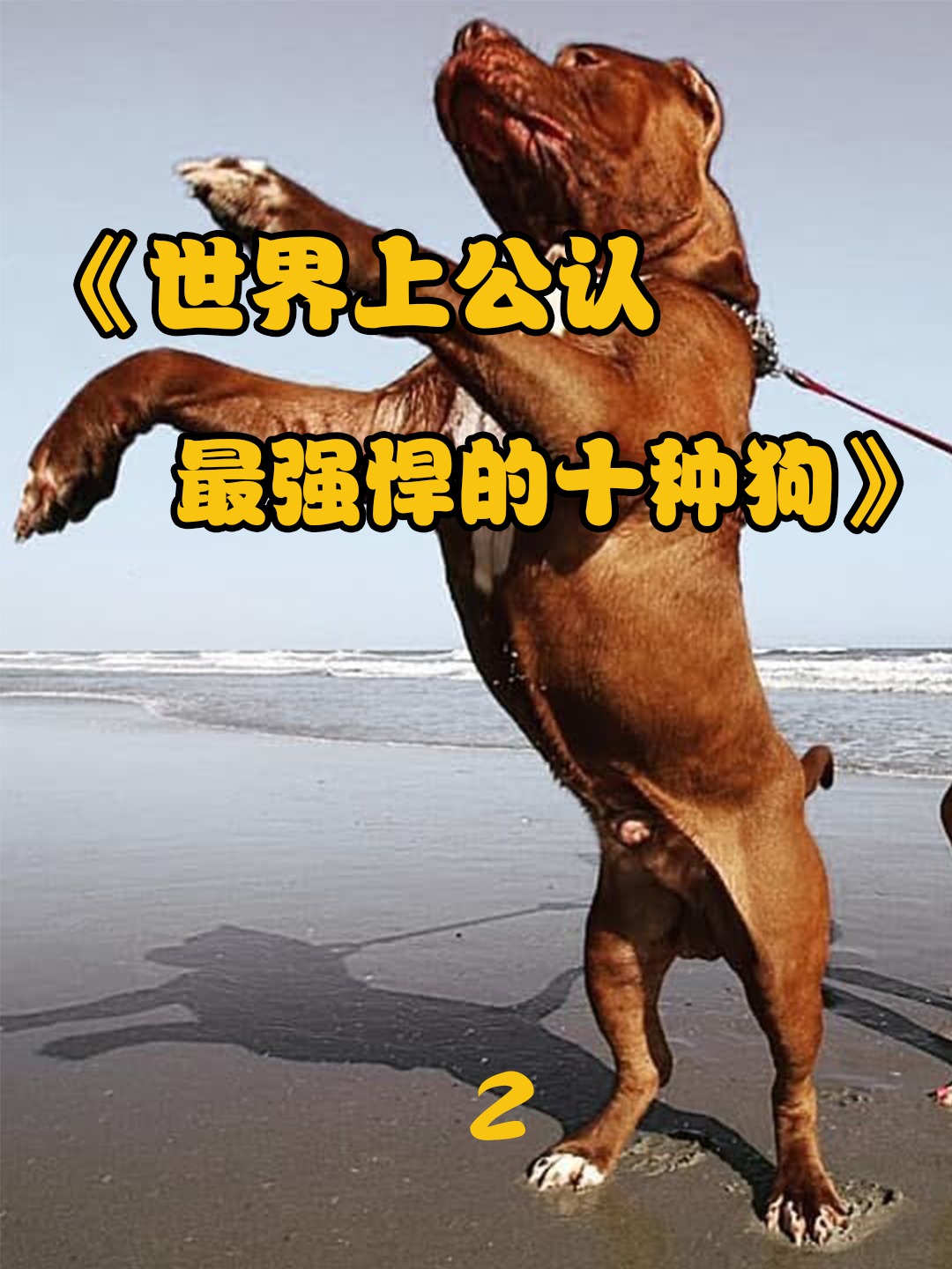 10种世界大型猛犬排名