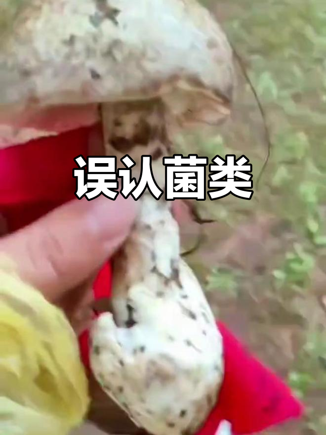 自信满满地扔掉,结果竟是美味麻母鸡!