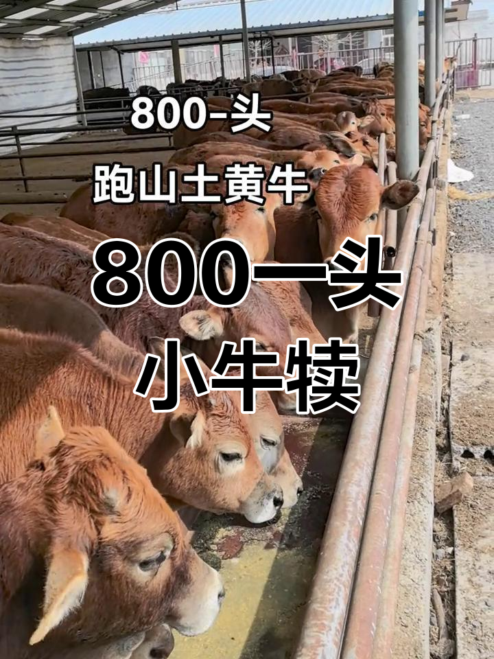 һԺ
