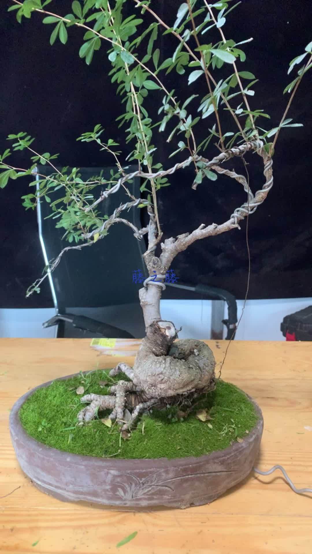 又做调整 盆景艺术 手艺人 制作过程 金雀花盆景