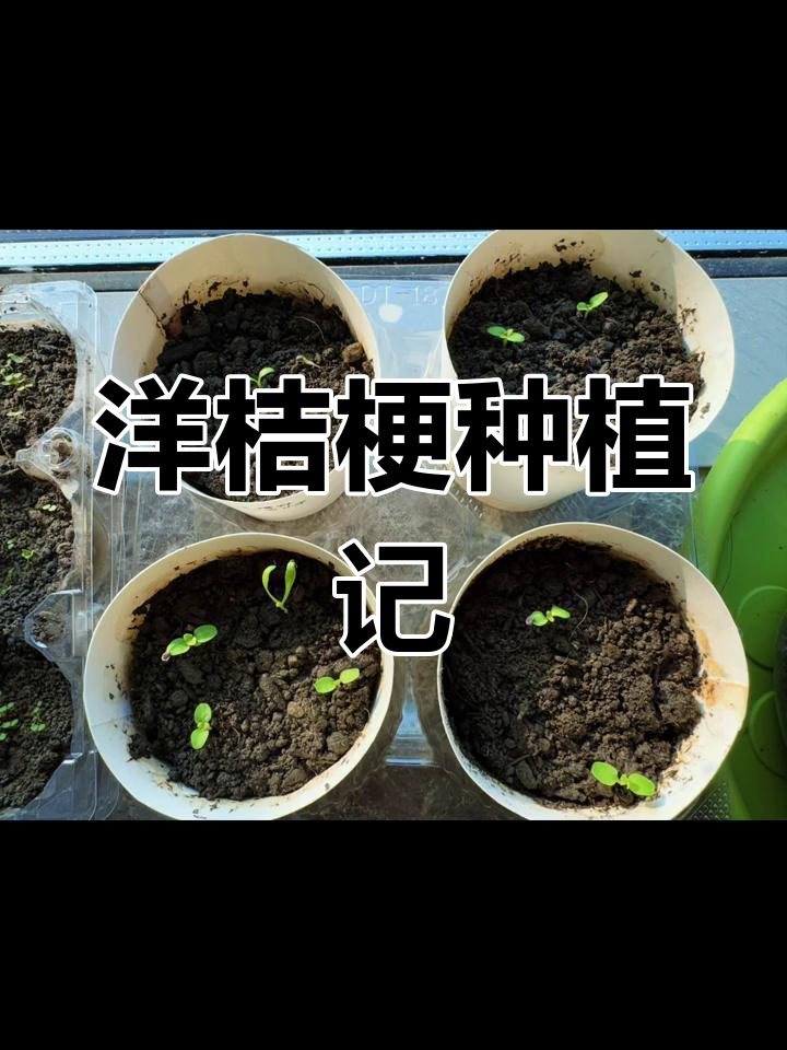 从种子到绽放,见证洋桔梗的成长过程