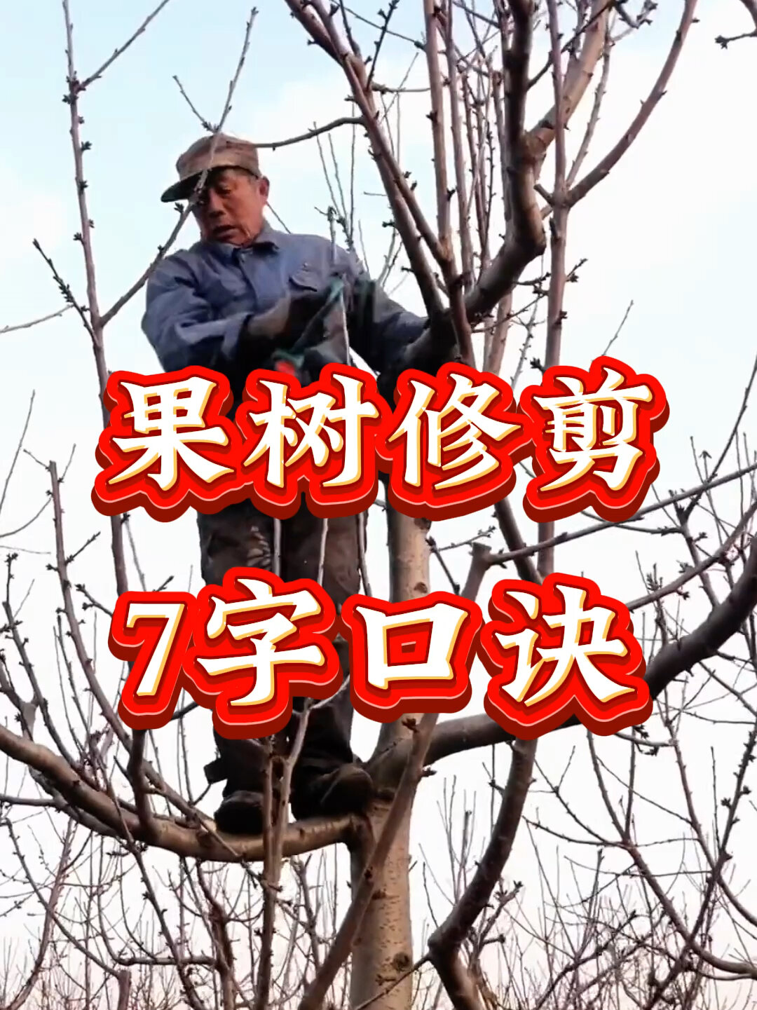 果树修剪口诀