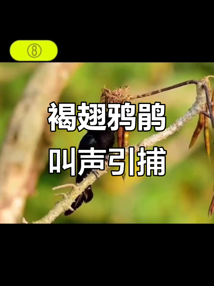 褐翅鸦鹃诱捕叫声大揭秘,竟然这么有趣!