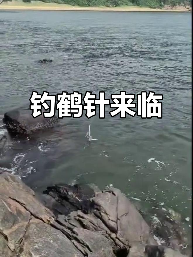 钓鹤针即将开始,大师们准备好了吗?