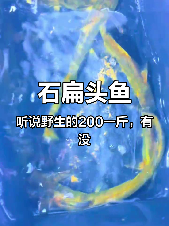 石扁头鱼,听说野生的200一斤,有没有识货的帮我看看 石扁头鱼 原生鱼