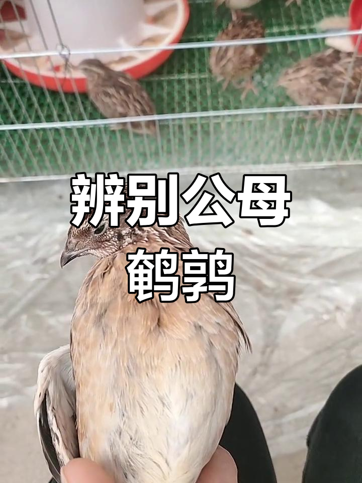 公鹌鹑颈部无斑,羽毛颜色更深