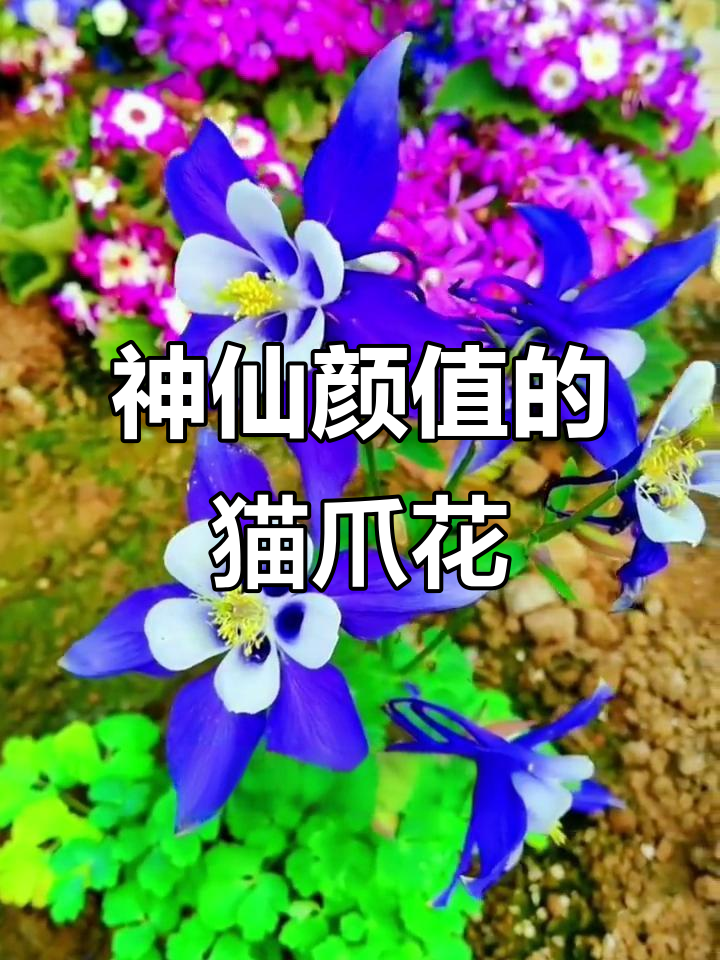 猫爪花:美丽又耐寒,零下三十度也能开花