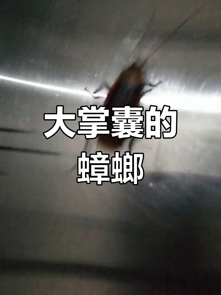 海南大蟑螂真惊人