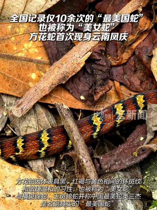 全国记录仅10余次的"最美国蛇",方花蛇首次现身云南凤庆