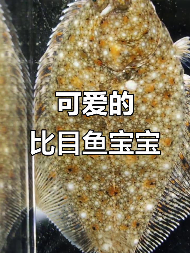 比目鱼宝宝伪装术,完全无法分辨正反面