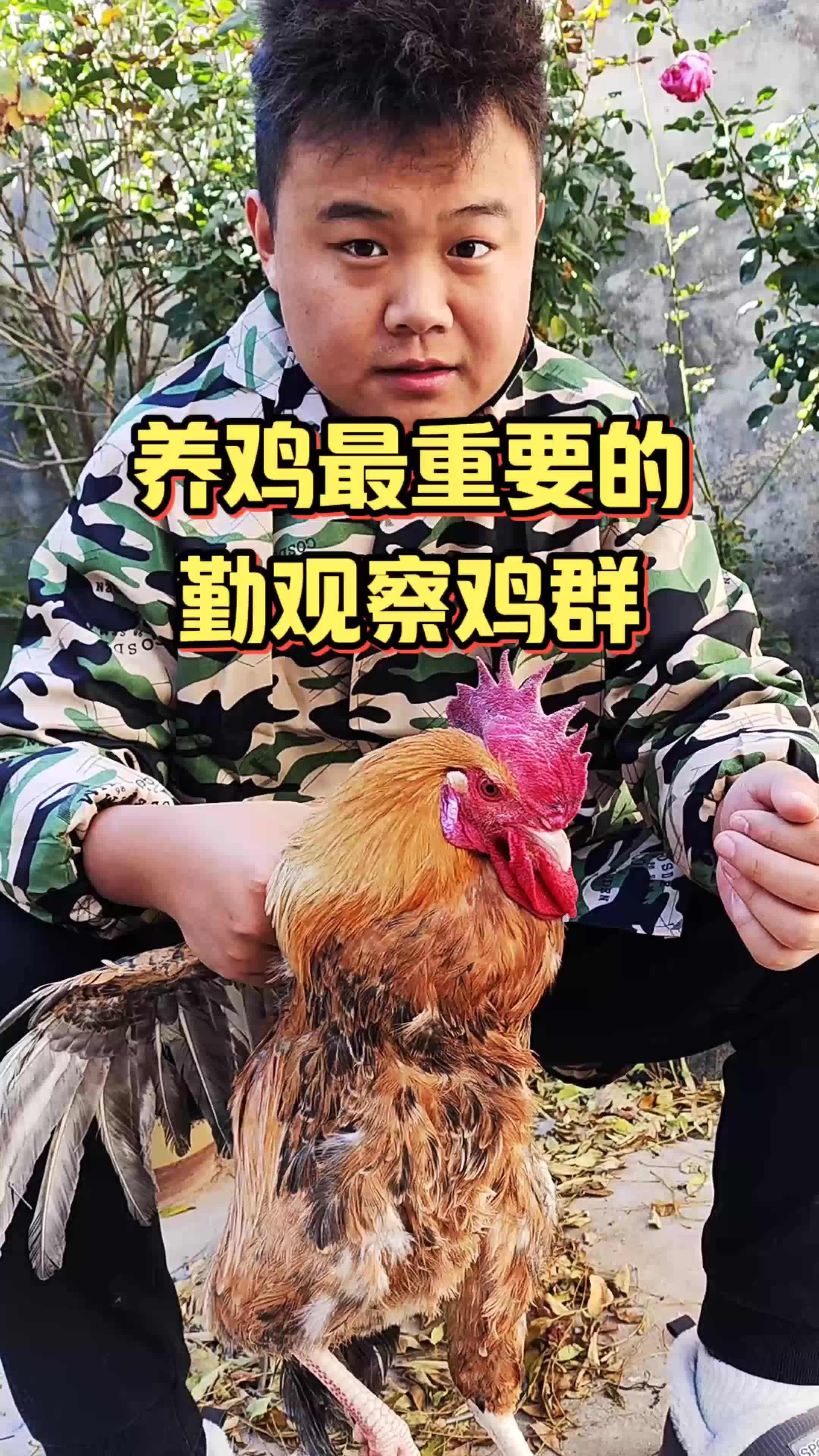 2018.6.16致富经养鸡的视频的简单介绍