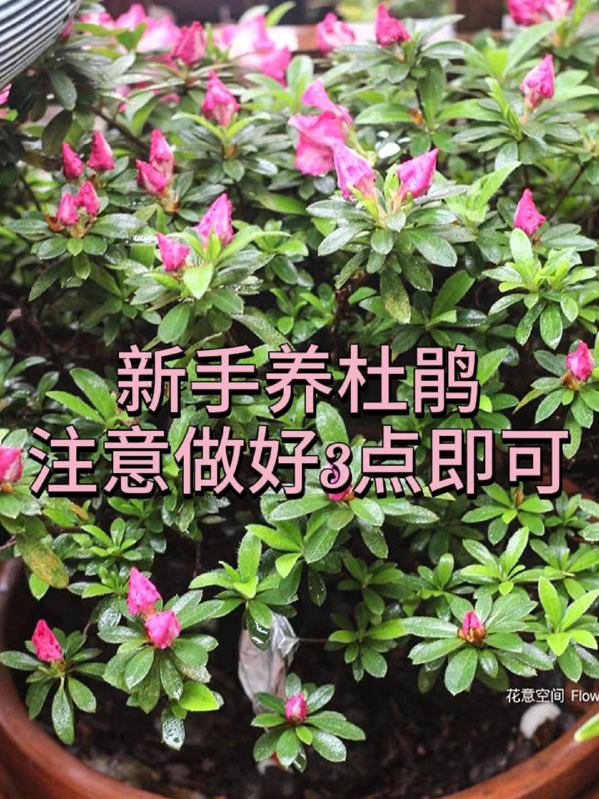新手养杜鹃,注意做好3点,不干叶开花旺!