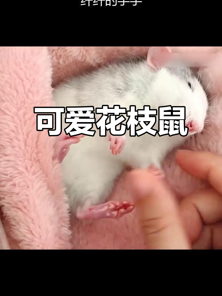 花枝鼠:奶牛大白萌宠,攀岩高手爱美小精灵